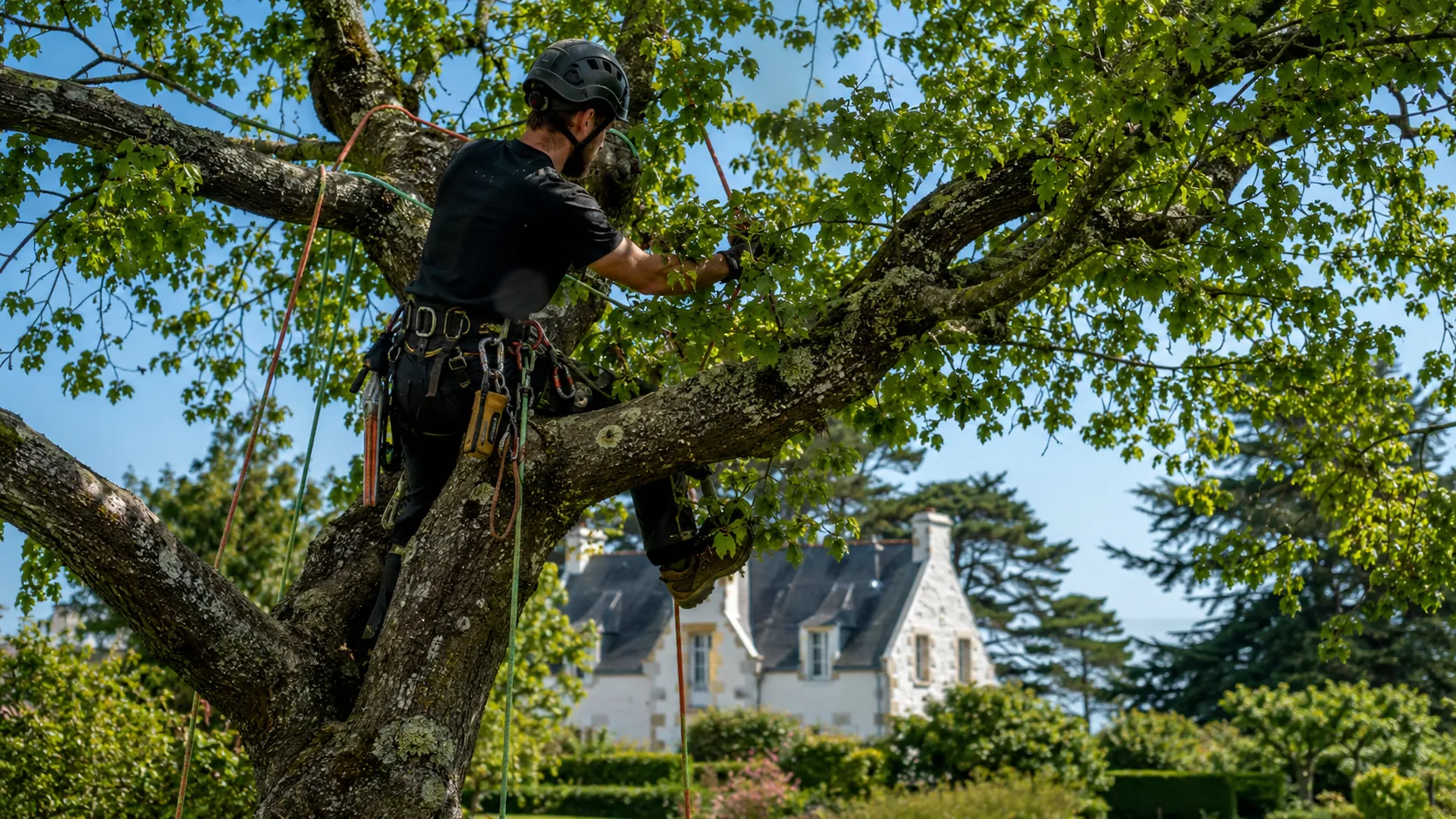 Élagage, abattage et entretien des arbres dans le Morbihan